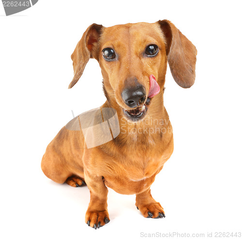 Image of Dachshund dog wait for yummy food