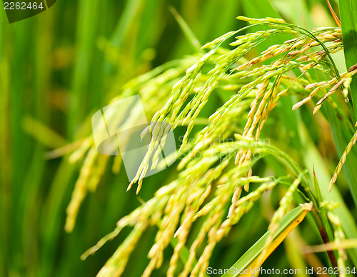 Image of Paddy rice field