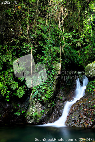 Image of Jungle with waterfall