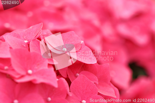 Image of Pink hydrangea flower