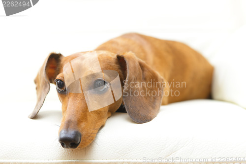Image of Dachshund dog on sofa