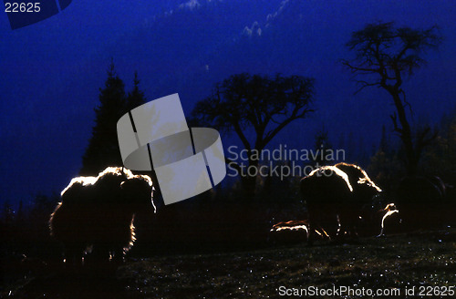 Image of Yaks in the moonlight