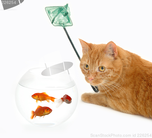 Image of Cat fishing