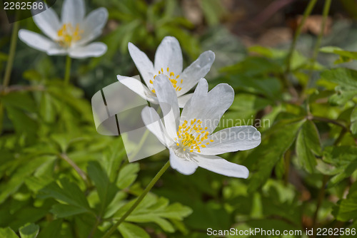 Image of Wood Anemone