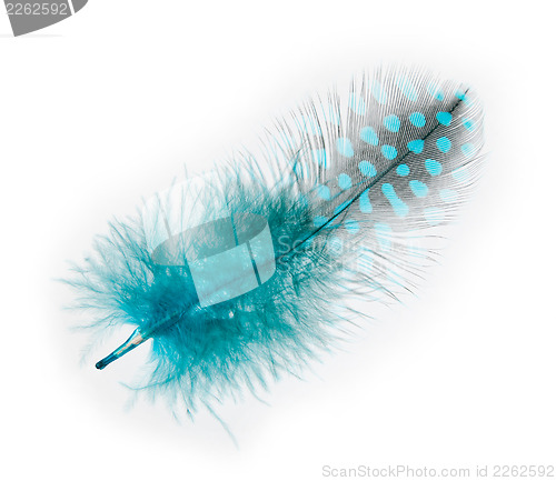 Image of Guinea fowl feather  turquoise  on a white background