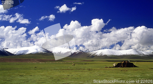 Image of Grassland