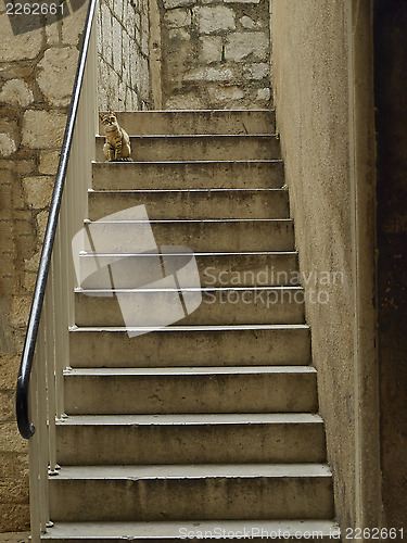 Image of Cat on the stairs