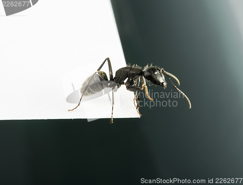 Image of Black Ants