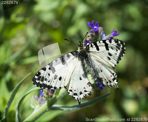 Image of White butterfly with patterns