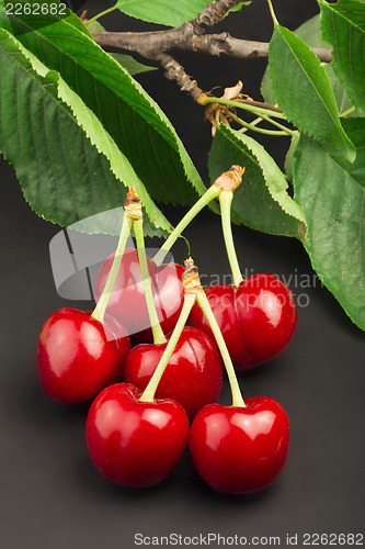 Image of Cherry branch on black background