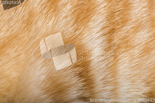 Image of Orange skin of cat