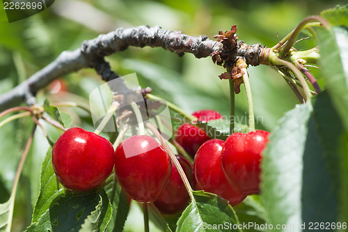 Image of Twig with red cherries