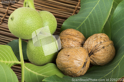 Image of Green and ripe walnuts. Studio shot