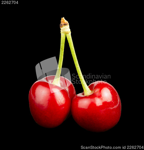 Image of Cherry branch black isolated