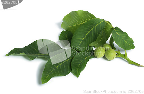 Image of Green walnuts and leaves