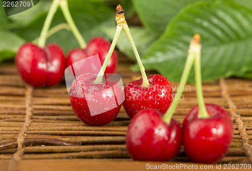 Image of Cherries and branch with leaves