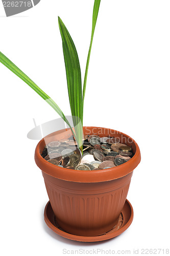 Image of Flower in a pot