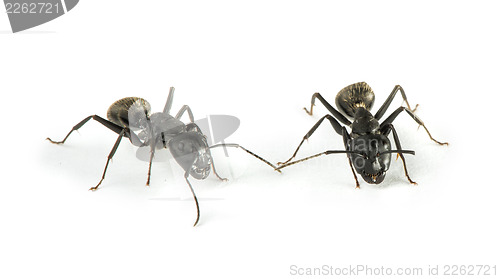 Image of Black Ants