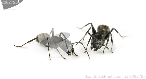 Image of Black Ants