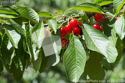 Image of Twig with red cherries