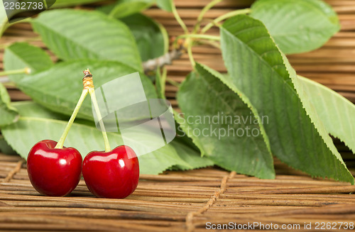 Image of Cherry branch with leaves