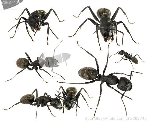 Image of Black Ants