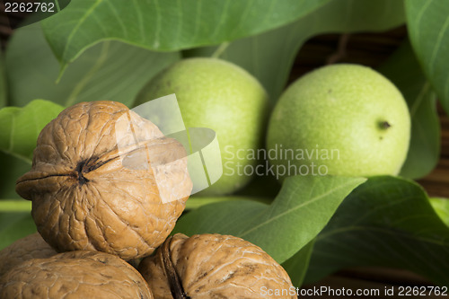 Image of Green and ripe walnuts. Studio shot