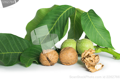 Image of Walnuts and branch with leaves white isolated