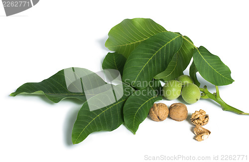 Image of Walnuts and branch with leaves white isolated