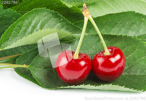 Image of Two Cherries and branch with leaves