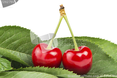 Image of Two Cherries and branch with leaves