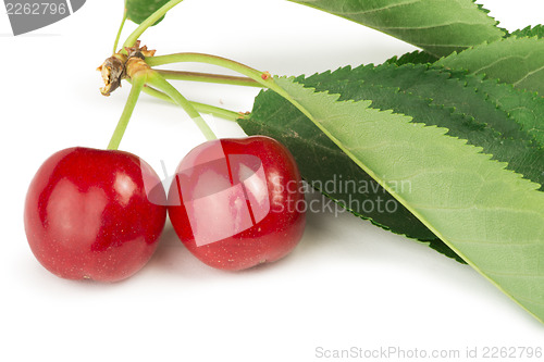 Image of Two Cherries and branch with leaves
