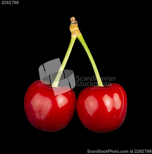 Image of Cherry branch black isolated