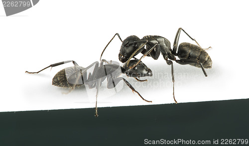 Image of Black Ants