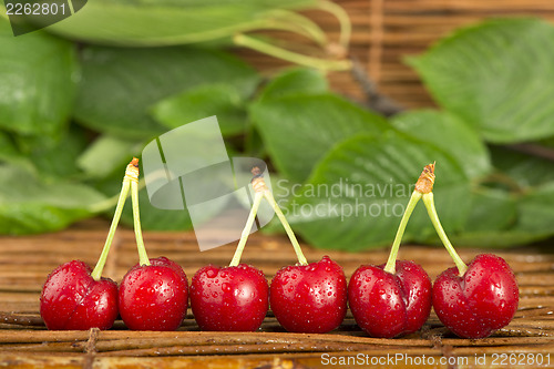 Image of Cherries and branch with leaves