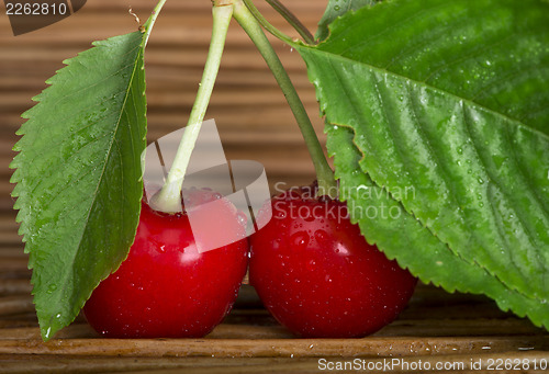 Image of Cherry branch with leaves