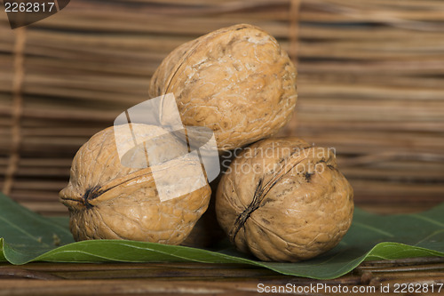 Image of Ripe walnuts