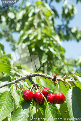 Image of Twig with red cherries