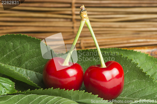 Image of Cherry branch with leaves