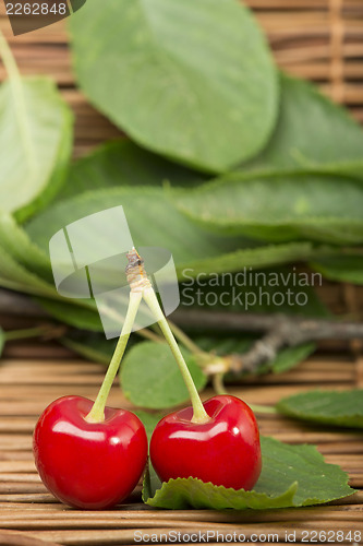 Image of Cherry branch with leaves