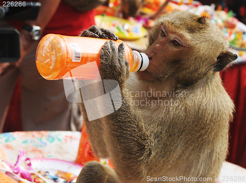 Image of Thirsty monkey