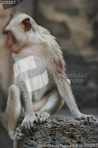 Image of Monkey