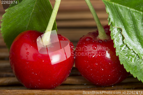 Image of Cherry branch with leaves