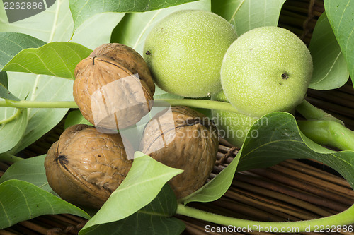 Image of Green and ripe walnuts. Studio shot