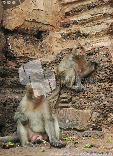 Image of Monkeys