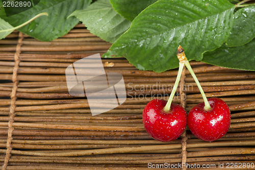 Image of Cherry branch with leaves