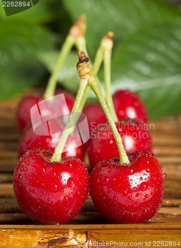 Image of Cherries and branch with leaves