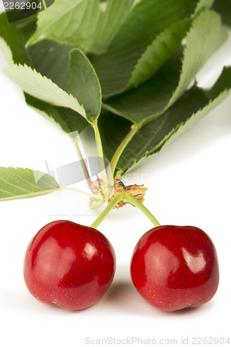 Image of Two Cherries and branch with leaves