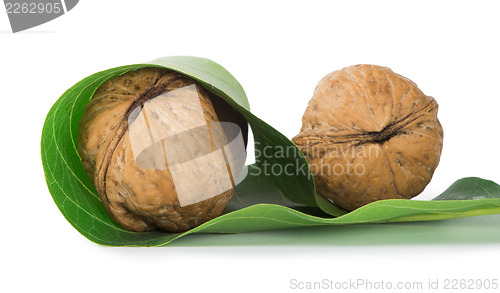 Image of Ripe walnuts
