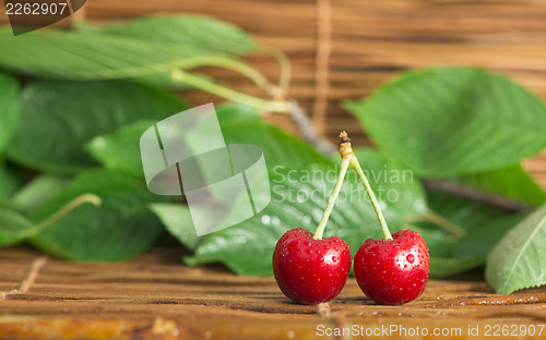 Image of Cherry branch with leaves